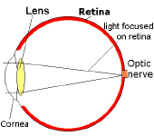 Retina diagram